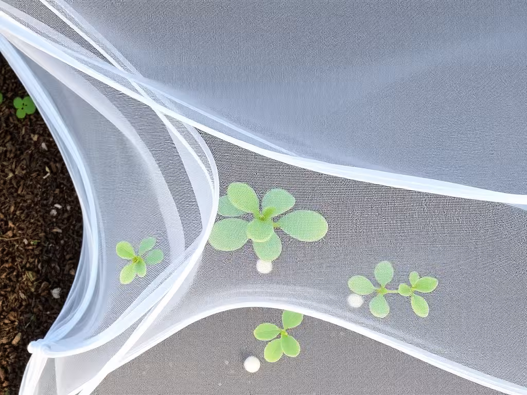 Filet anti-insectes blanc tendu au-dessus d'un carré de jeunes brassicas
