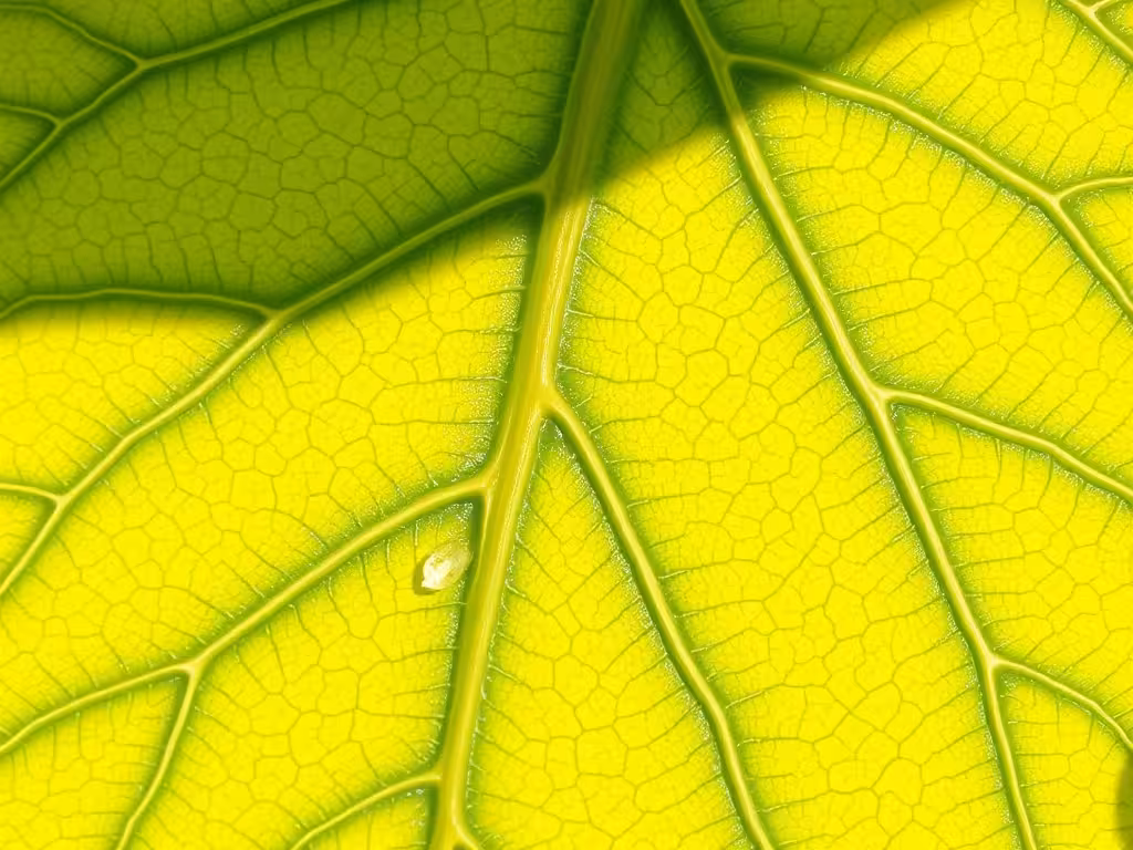 Feuille jaunie avec nervures vertes marquées, signe caractéristique de carence en fer
